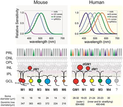 Intrinsically Photosensitive Retinal Ganglion Cells of the Human Retina